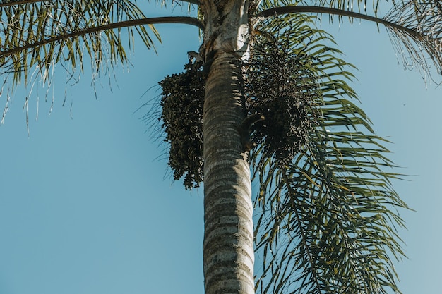 squirrels on a coconut tree in the forest