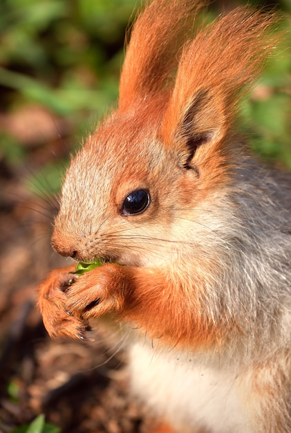 Squirrels in spring in Siberia Closeup portrait of a red squirrel Nature of the Novosibirsk region Russia