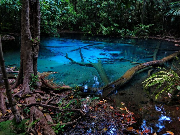 Sra Morakot Blue Pool at Krabi Province, Thailand. Clear emerald pond in tropical forest.