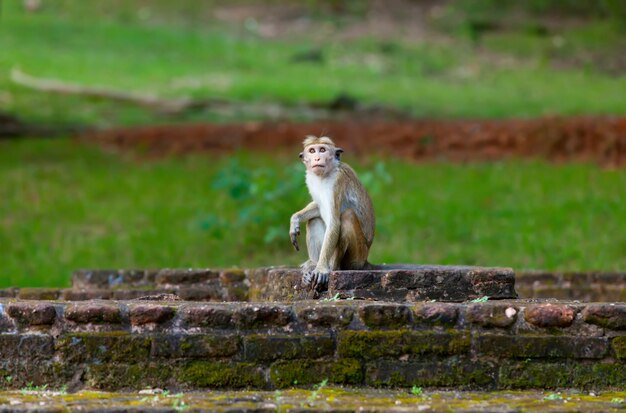 Scimmia dello sri lanka che si siede sulle rovine.