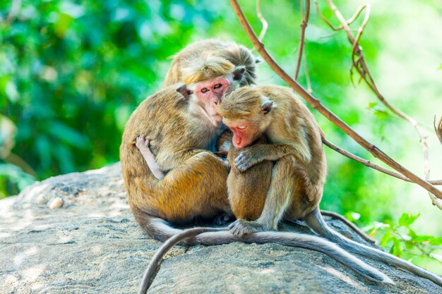 Sri lanka monkey sitting on the tree