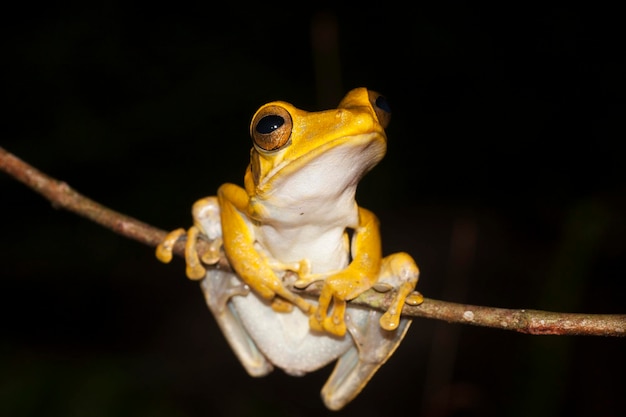 Sri lanka whipping frog polypedates cruciger