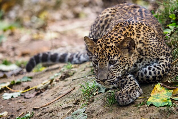 Foto sri lankaanse luipaardjongen panthera pardus kotiya