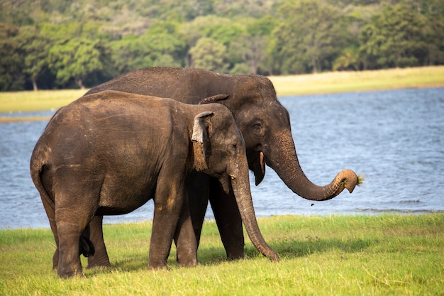 Sri Lankaanse olifant in Minneriya National Park