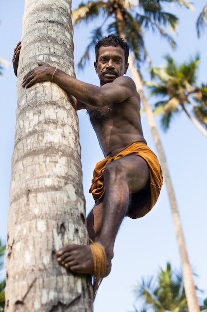 Sri Lankan on coconut tree-gathering coconuts with rope close up.