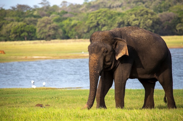 Шри-ланкийский слон в национальном парке Миннерия