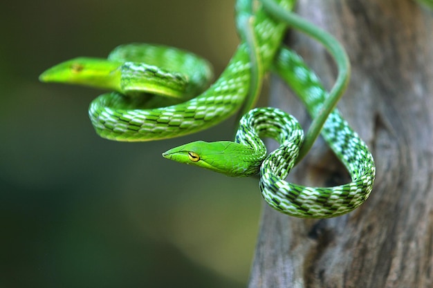 Il serpente di vite verde dello sri lanka e il serpente a frusta dal naso lungo sono un serpente velenoso e snello