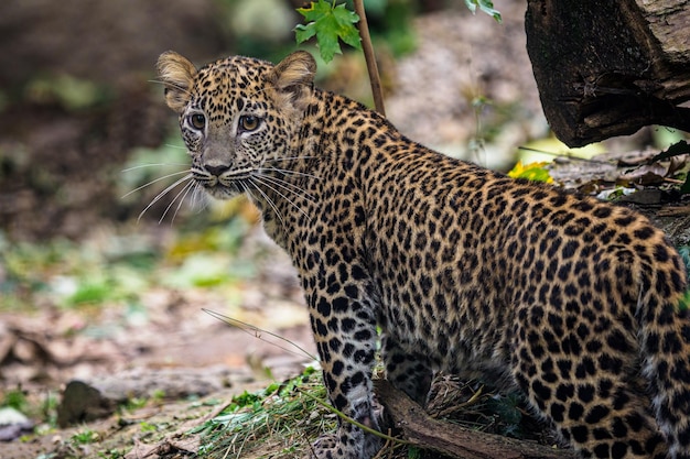 Sri Lankan leopard cub Panthera pardus kotiya