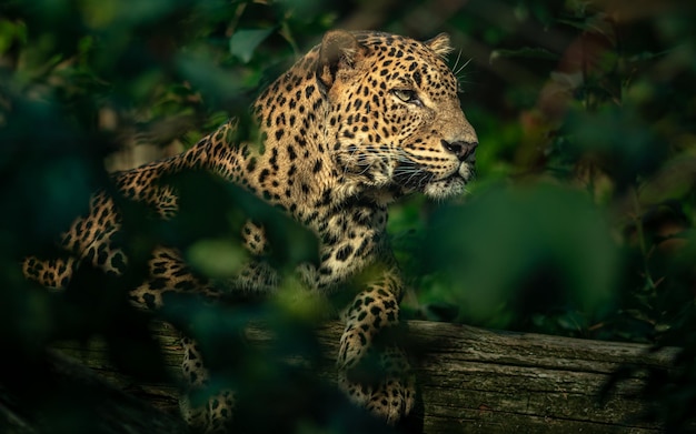 Sri Lankan leopard