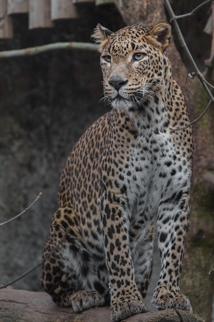 Sri lankan leopard