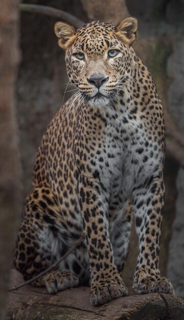 Sri lankan leopard