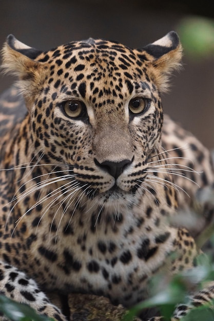 Sri lankan leopard