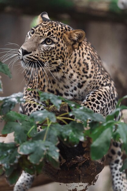 Sri lankan leopard