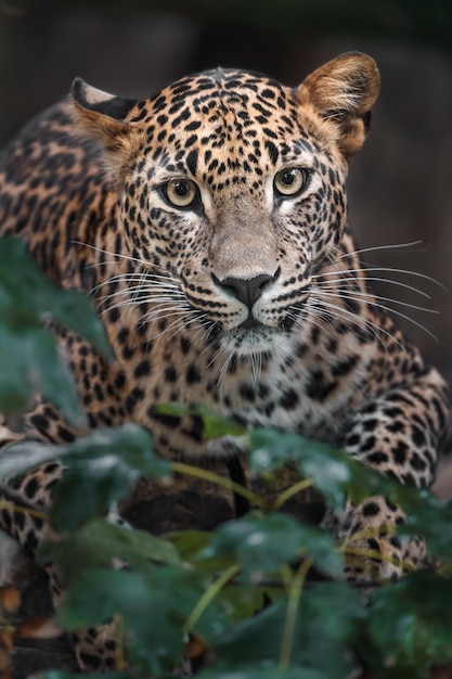 Sri lankan leopard