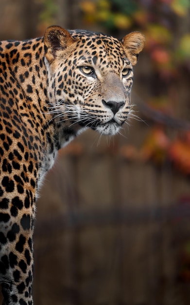 Sri lankan leopard