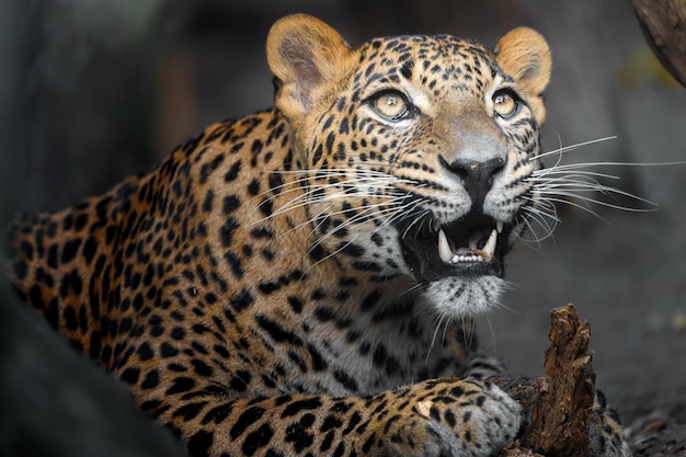 Sri lankan leopard