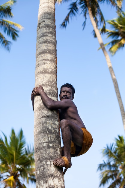 Sri Lankan op kokospalm-verzamelt kokosnoten met kabel dicht omhoog.
