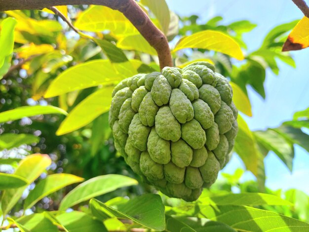 Srikaya local fruit