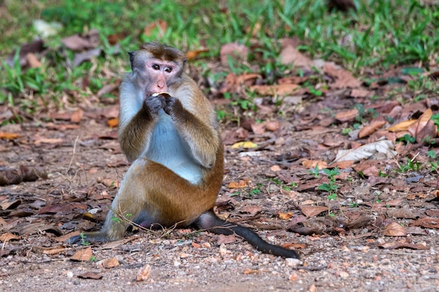 Srilankan toque macaque or macaca sinica in wild