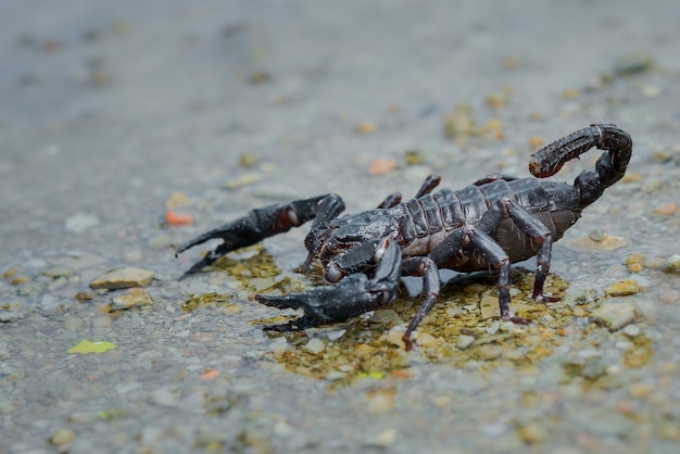 Srorpion in tropical forest