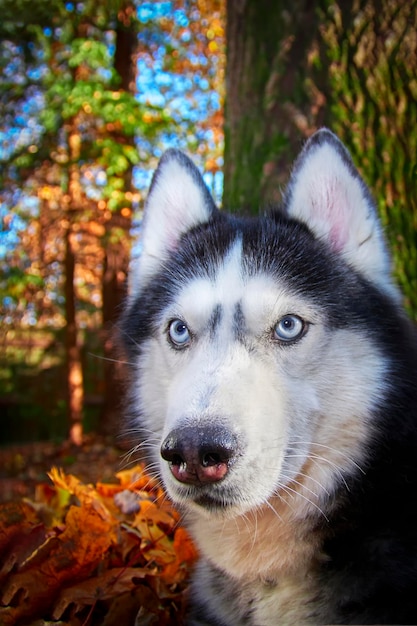 Ssiberian Husky dog lying in the yellow and red leaves Husky Dog on the background of nature sunny day