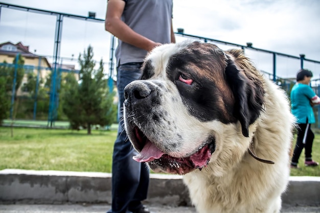 The St Bernard dog closeup