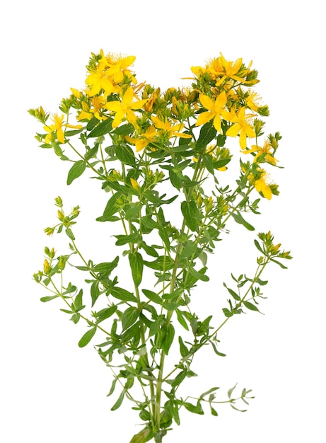 St. John's wort flowers isolated on white