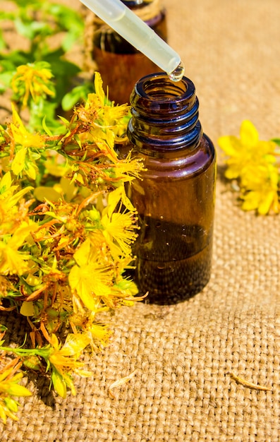 St. John's wort medicinal. Homeopathy. Selective focus.