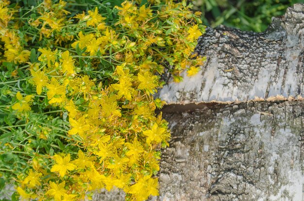 セントジョンズは木製のテーブルに麦汁薬用の新鮮な植物