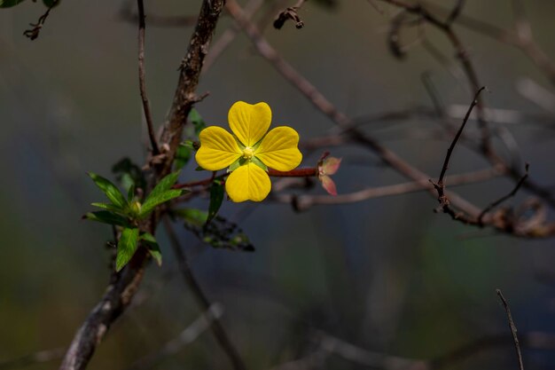 St Johns Wort