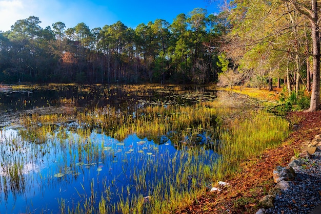 St Marks National Wildlife Refuge bij zonsopgang in Florida