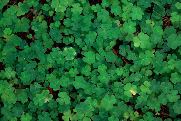 セント。パトリックの緑の背景, 草, 葉, アイルランド, 春