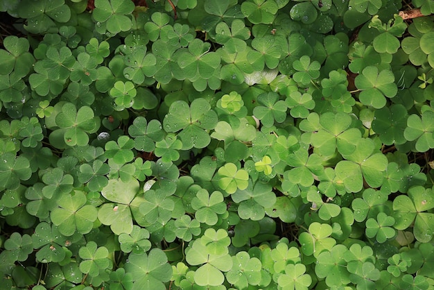 セント。パトリックの緑の背景, 草, 葉, アイルランド, 春