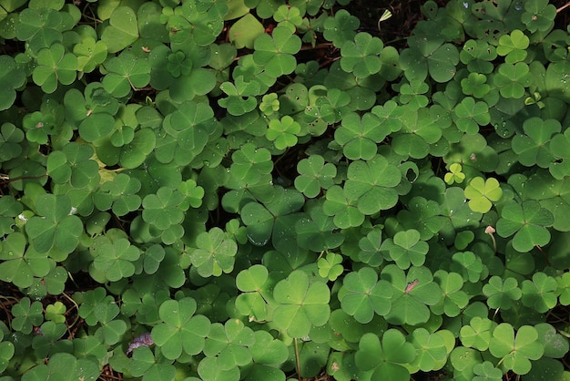 st. patrick's green background grass leaves ireland spring