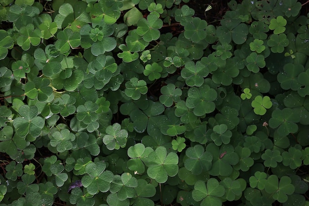st. patrick's groene achtergrond gras bladeren ierland lente
