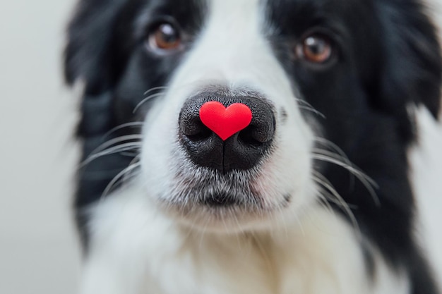 St Valentijnsdag concept grappig portret schattige puppy hondje border collie met rood hart op neus isol...