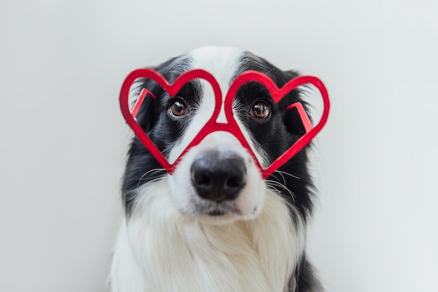 St Valentijnsdag concept grappige puppy hondje border collie in rode hartvormige glazen geïsoleerd op wit...