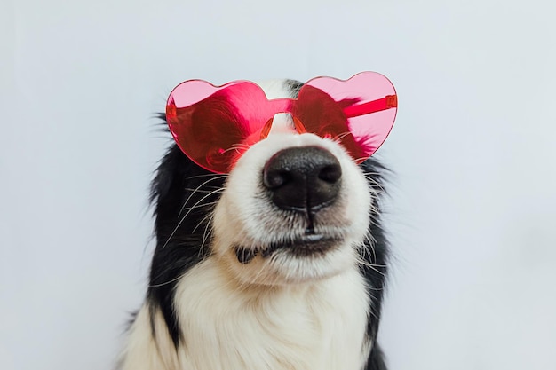 St Valentine's Day concept Funny puppy dog border collie in red heart shaped glasses isolated on white background Lovely dog in love celebrating valentines day Love lovesick romance postcard