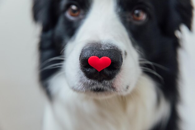 Foto st. valentine's day concept grappig portret schattige puppy border collie met een rood hart op de neus geïsoleerd op witte achtergrond close-up leuke verliefde hond op valentijnsdag geeft geschenk