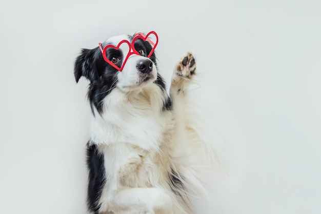 St valentines day concept funny puppy dog border collie in red heart shaped glasses isolated on whit.