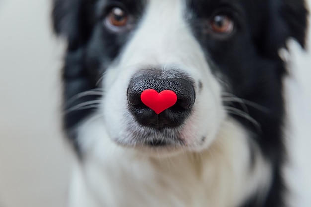 St Valentines Day concept grappig portret schattige puppy hondje border collie rood hart op neus geïsoleerd op een witte achtergrond close-up mooie hond verliefd op Valentijnsdag geeft cadeau