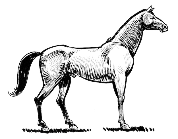 Staand paard. Inkt zwart-wit tekening