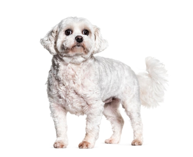 Staande Bichon hond geïsoleerd op wit