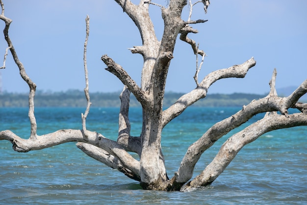 Staande dode bomen die stierven na zeespiegelstijging door het broeikaseffect