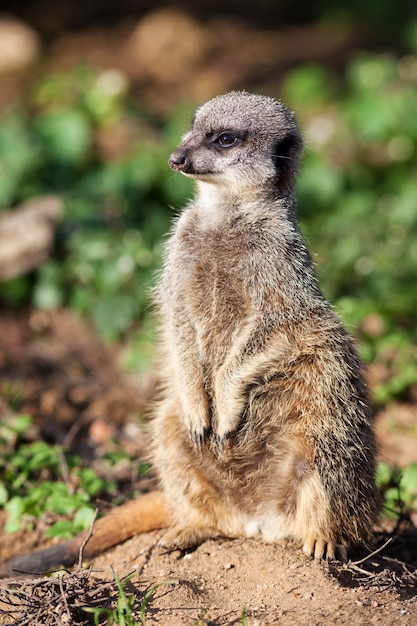 Staande meerkat op de vloer