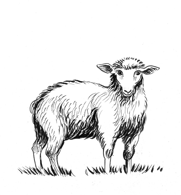 Staande schapen dier. Inkt zwart-wit tekening