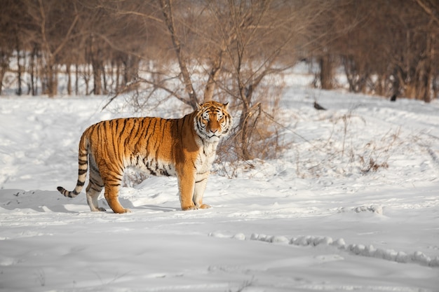 Staande Siberische tijger
