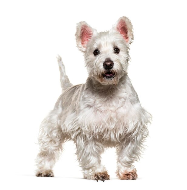 Staande West Highland White Terrier geïsoleerd op wit