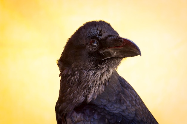 Foto staande zwarte kraai in een steekproef van roofvogels, middeleeuwse kermis