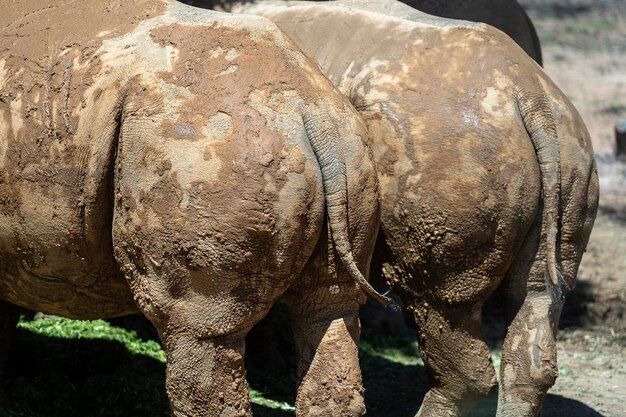 Staarten en achterromp van twee Afrikaanse neushoorns Wilde Afrikaanse dieren